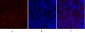 PKM2 Polyclonal Antibody
